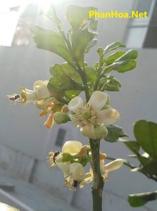 ong lấy phấn hoa