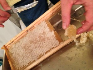 Cầu ong trước khi quay mật