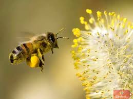 Tác dụng Phấn hoa mật ong làm đẹp và chữa cao huyết áp