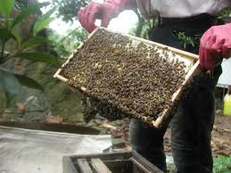 Cầu ong mật