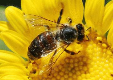 Uống phấn hoa ong hàng ngay phòng, chữa bệnh táo bón