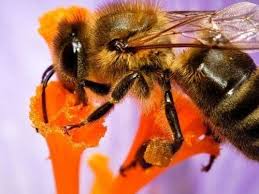 ong hút mật hoa để chế mật ong