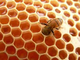 Mật ong được cho vào bánh tổ