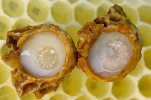 Cách sử dụng sữa ong chúa tốt nhất