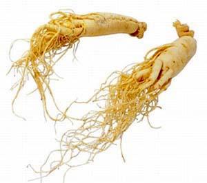 Mật ong sâm bồi bổ cơ thể Mật ong sâm bồi bổ cơ thể